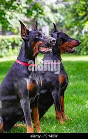 Doberman Puppies Cape Girardeau Missouri
