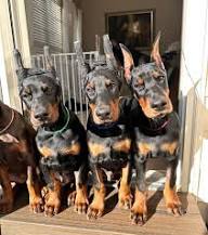 Doberman Pinscher Puppies for Sale Colorado
