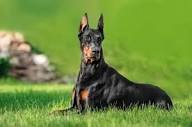 Doberman Pinscher Puppies for Sale Indiana
