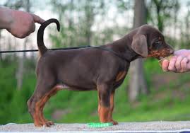 Doberman puppies for sale Pennsylvania  