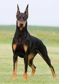Doberman Puppies for Adoption Tennessee
