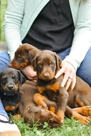 Doberman Puppies Hartford Connecticut

