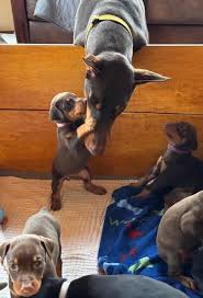 Elite Doberman Breeders New Mexico
