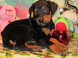 Doberman puppies for sale Kansas,