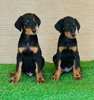 Champion Bloodline Doberman Puppies West Virginia
