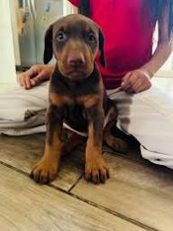 Doberman Puppies in Lincoln, Nebraska