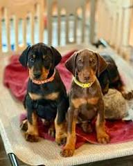 European Red Doberman Puppies North Dakota

