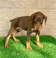 AKC Doberman Puppies South Dakota