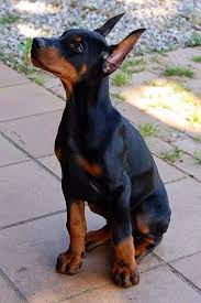 Doberman puppies for sale in Arkansas