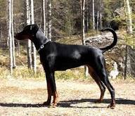 European Doberman puppies for sale in Maryland,