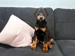 Doberman puppies for sale in wisconsin