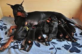 Doberman puppies for sale in Illinois