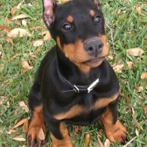 Doberman puppies for sale Ohio