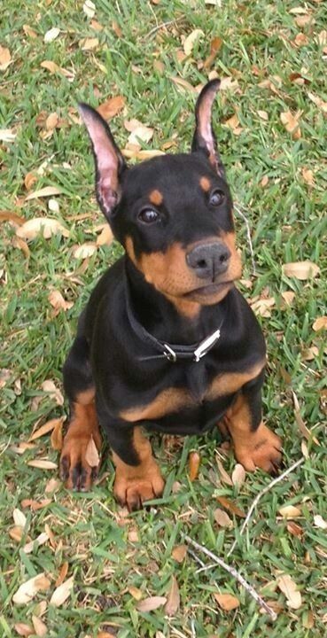 Doberman puppies for sale Ohio