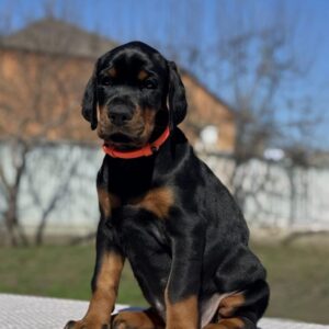 Doberman pinscher puppies for sale near me