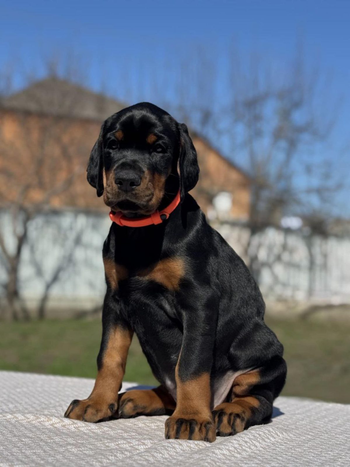 Doberman pinscher puppies for sale near me