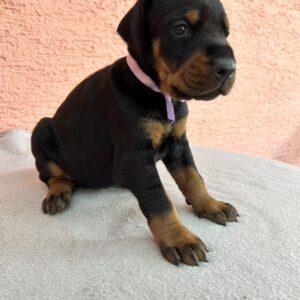 Doberman pinscher puppies for sale near me