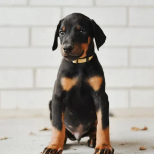 Dobermann puppies to buy in Arizona