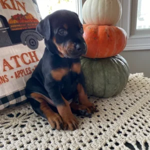 Doberman dog puppies for sale: Buy Now