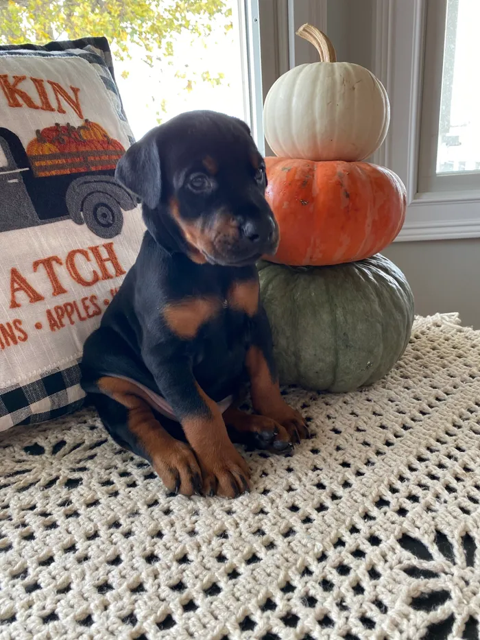 Doberman dog puppies for sale: Buy Now