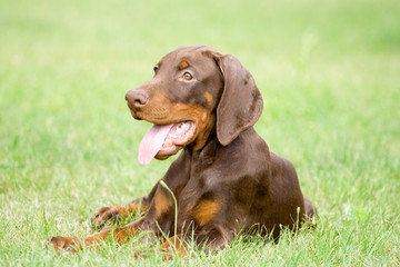 Doberman puppies for adoption in Maine,