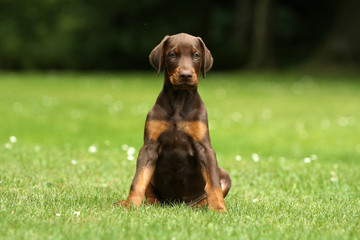 Doberman puppies for sale in Washington