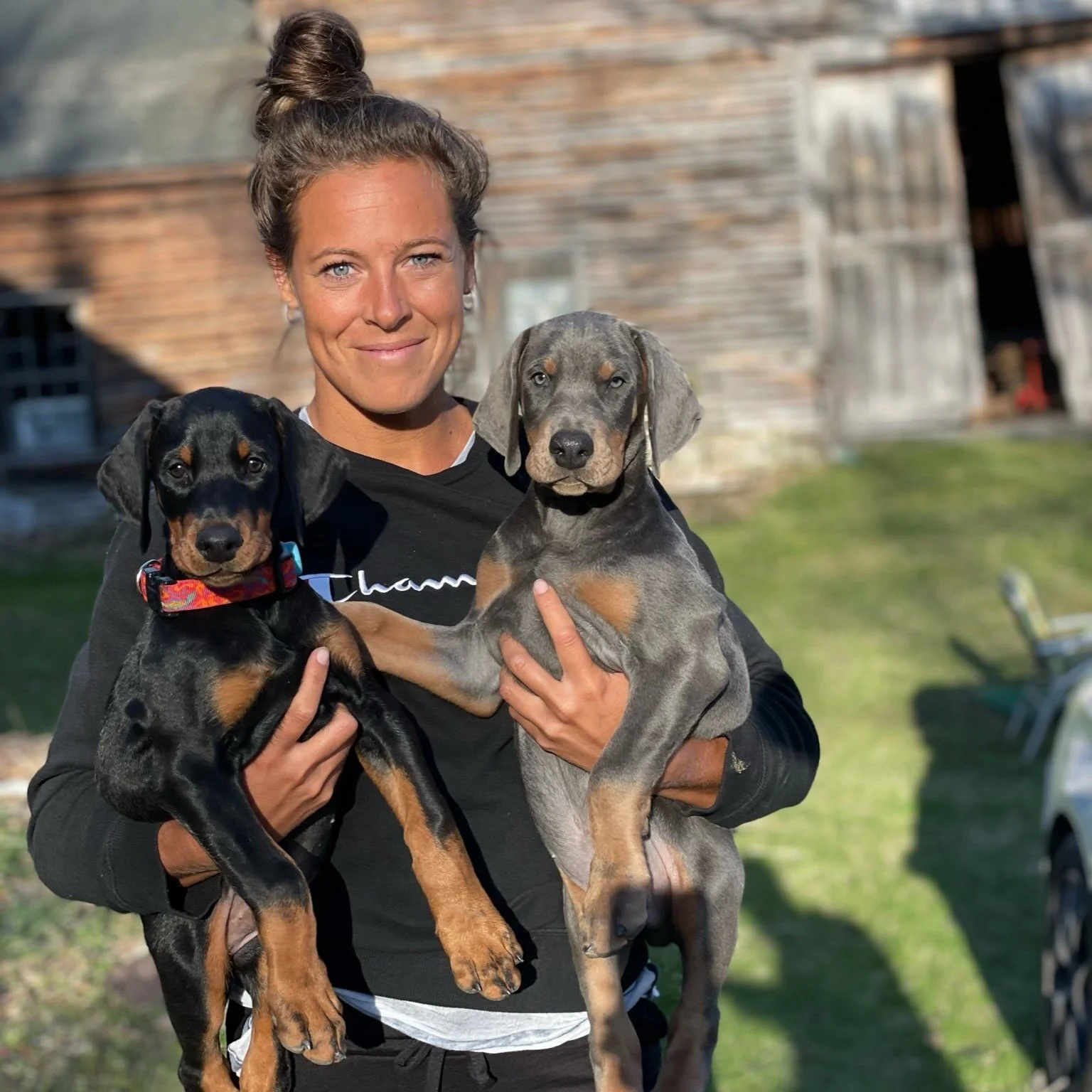 Doberman Puppies Hartford Connecticut