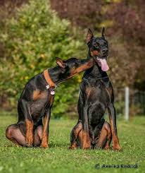 Doberman Puppies Cleveland Ohio