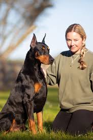 Doberman puppies for sale in Illinois