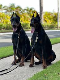 Reputable Doberman Breeders Kentucky