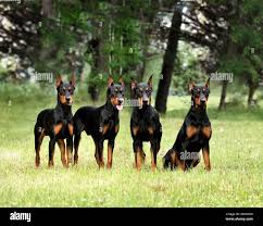 Family Raised Doberman Puppies Massachusetts