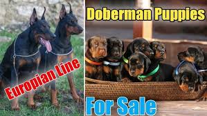 Cheap Doberman Puppies Alabama