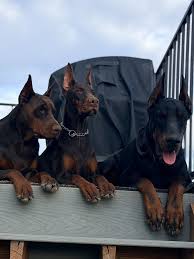 Doberman Puppies Oklahoma