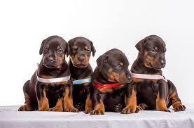 Adopt Doberman puppies Rhode Island,
