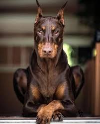 New York Doberman Breeders