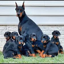 Affordable Doberman Puppies Louisiana