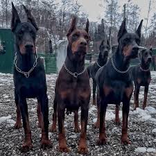 Doberman Puppies Cape Girardeau Missouri