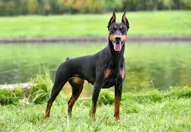 Doberman Puppies Near Me Maryland