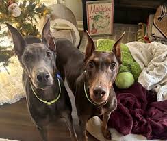 Purebred Doberman Puppies Nevada