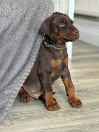 Miniature Doberman Puppies in Rhode Island