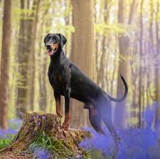 Miniature Doberman Puppies Delaware