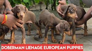 Champion Bloodline Doberman Breeders Wisconsin