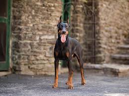 Doberman puppies for sale in Michigan