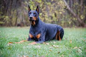 Doberman puppies for sale in Arizona