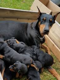 Doberman puppies for sale in Alabama