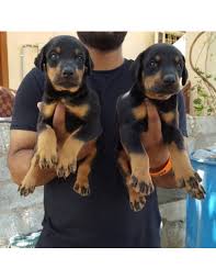 Doberman puppies for sale in Louissiana