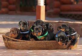 Doberman puppies for sale in Indiana