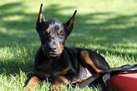 Buy a Doberman puppy North Dakota