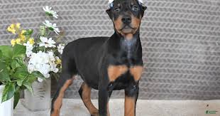 Doberman puppies for sale in Tennessee