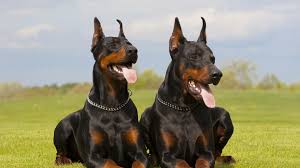 Doberman Puppies San Antonio Texas